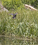 Green winged Teal 9168